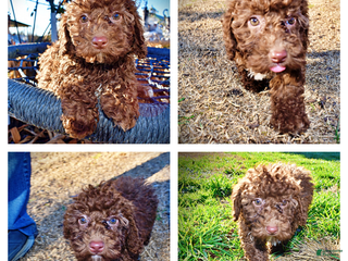 Havapoo dogs Scooby - Ad 12