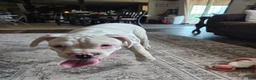 Boxer dogs for sale: Sam - Ad 13