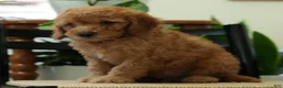 Mini Goldendoodle dogs for sale: Remington - Ad 3