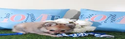 Pomeranian dogs for sale: Mink Soft Little ACA Pomeranian Puppy - Ad 4