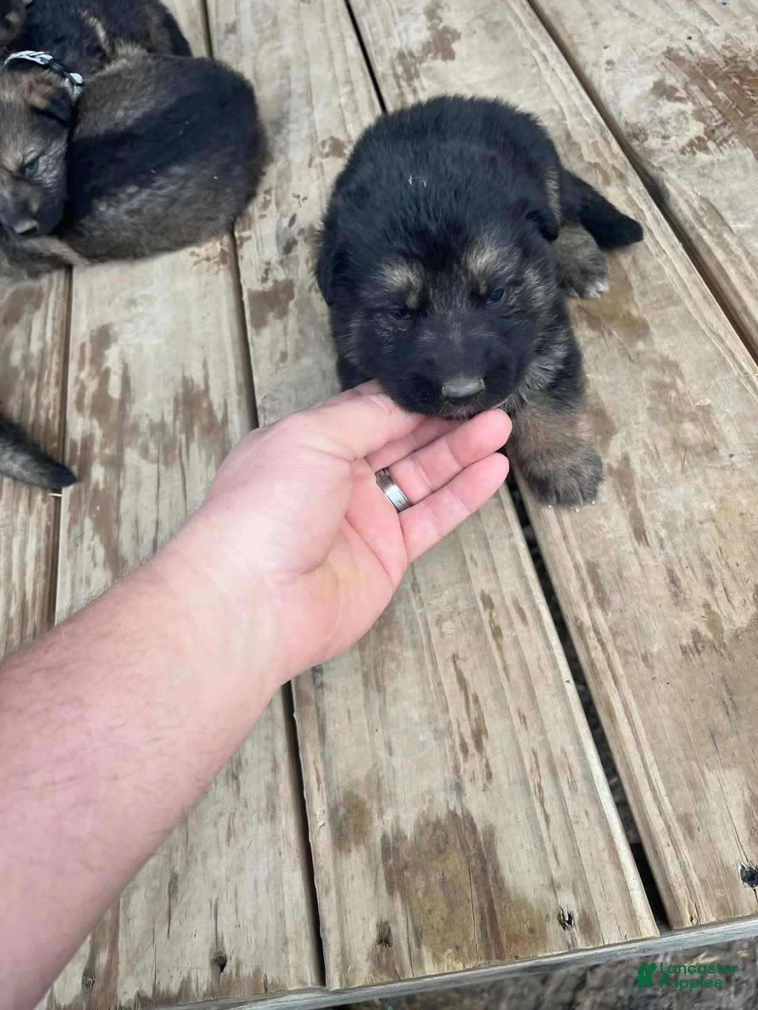 German Shepherd dogs for sale: German Shepherd Puppy 3 - Ad 2
