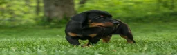 Doberman Pinscher dogs for sale: Duke (Black Rust)🐶🤎✨ - Ad 2