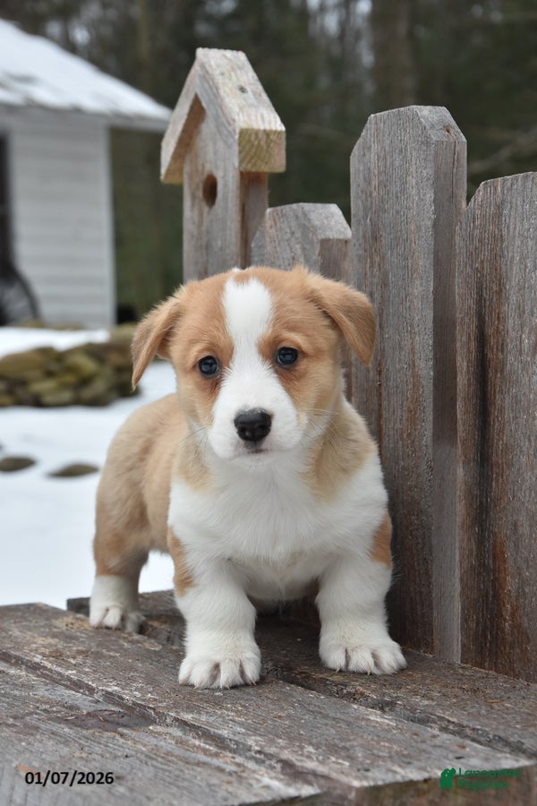 Welsh Corgi Pembroke dogs Dodger - Ad 36