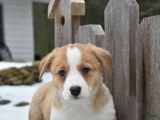 Welsh Corgi Pembroke dogs Dodger - Ad 23