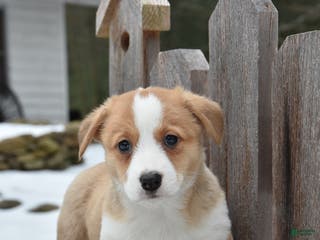 Welsh Corgi Pembroke dogs Dodger - Ad 34