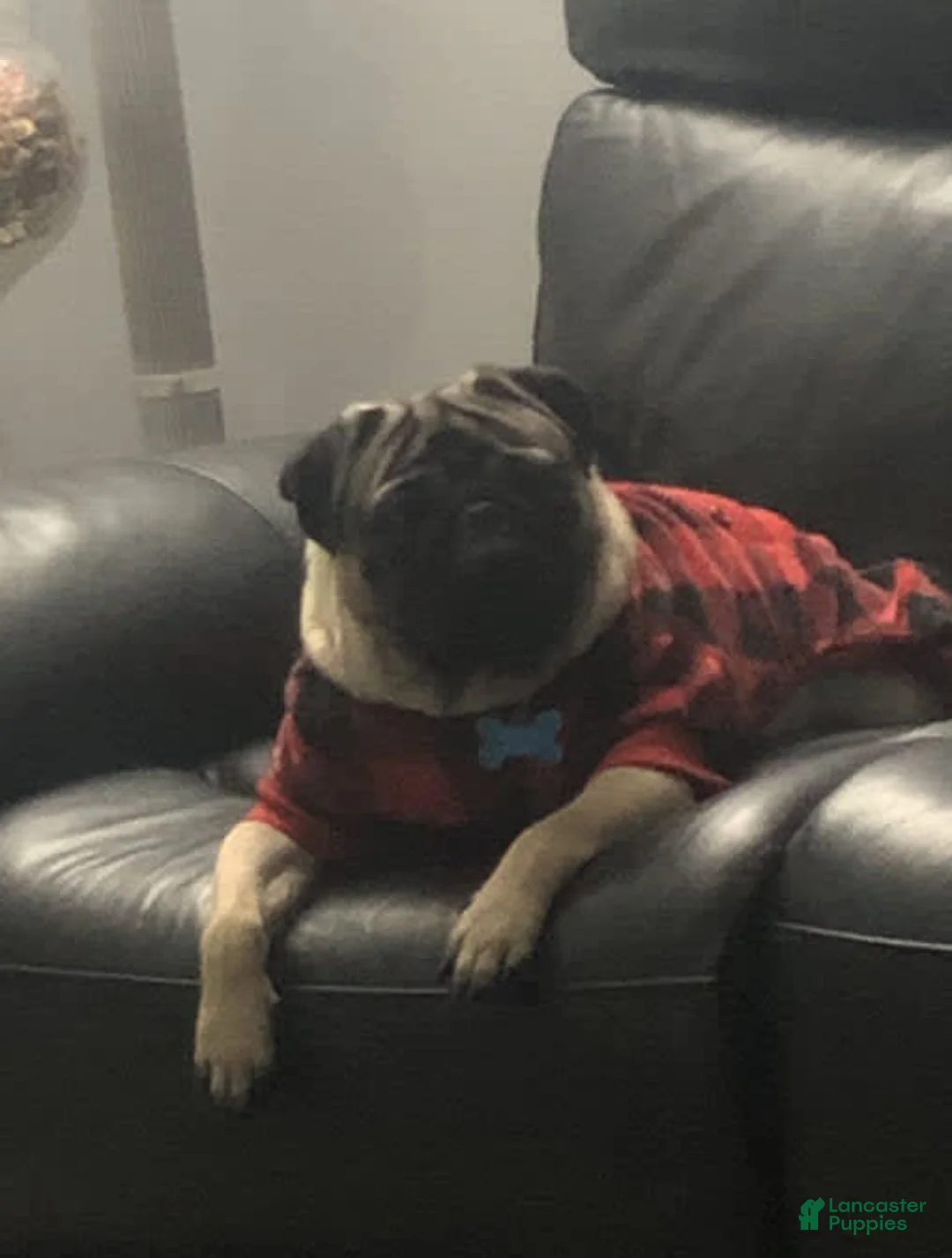 Gallery Image {{count}}