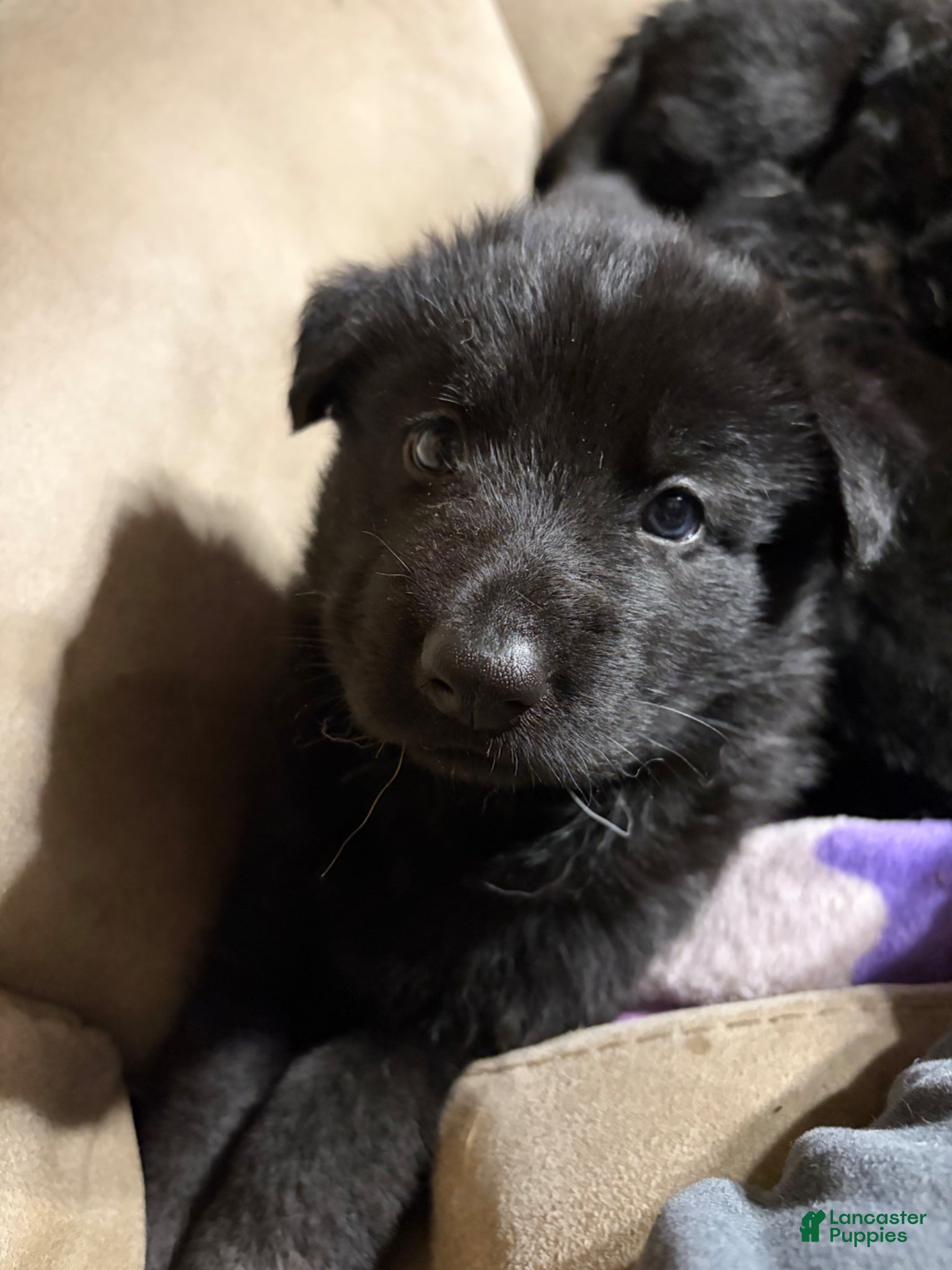 German Shepherd dogs German Shepherd Puppy 1 - Ad 5