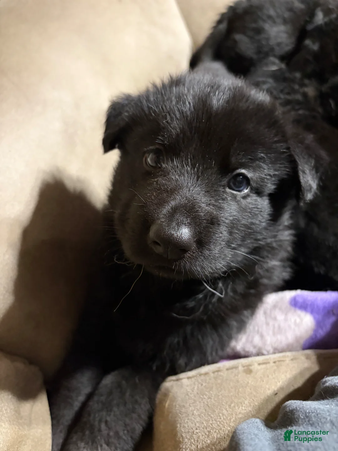 German Shepherd dogs for sale: German Shepherd Puppy 1 - Ad 1
