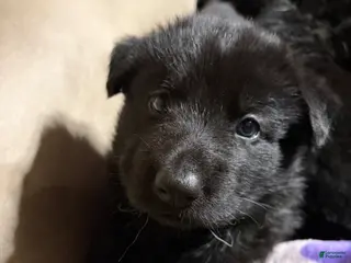 German Shepherd dogs German Shepherd Puppy 1 - Ad 5