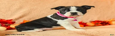 Lyla