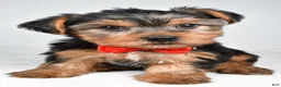 Yorkshire Terrier dogs for sale: Dell - Ad 7
