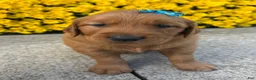 Golden Retriever dogs for sale: Rowdy - Ad 7