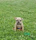 French Bulldog dogs Daisy - Ad 1