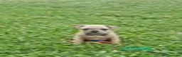 French Bulldog dogs for sale: Daisy - Ad 1