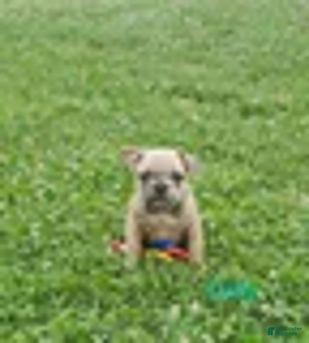 French Bulldog dogs for sale: Daisy - Ad 1