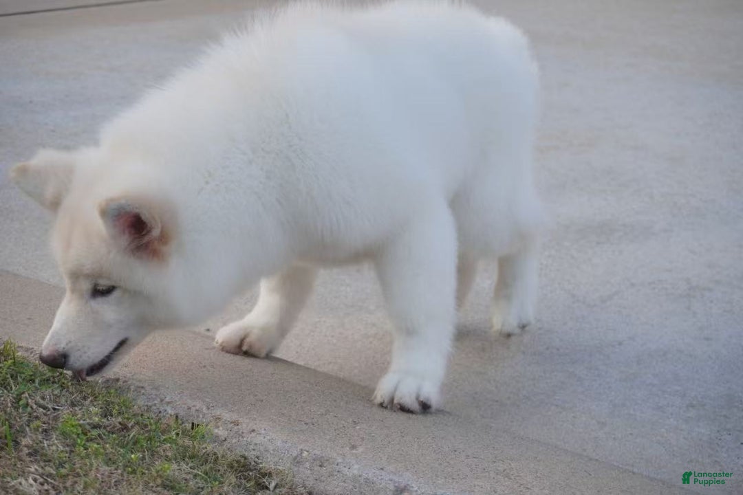 Alaskan Malamute dogs for sale: Xi Xi - Ad 24