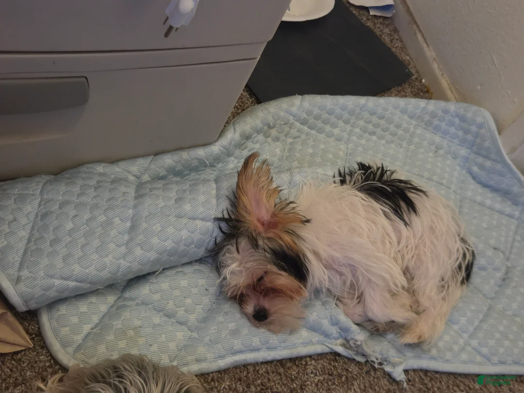 Yorkshire Terrier dogs for sale: Yorkshire Terrier 2 - Ad 1