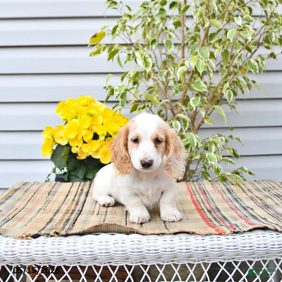 Dachshund dogs Denver - Ad 2