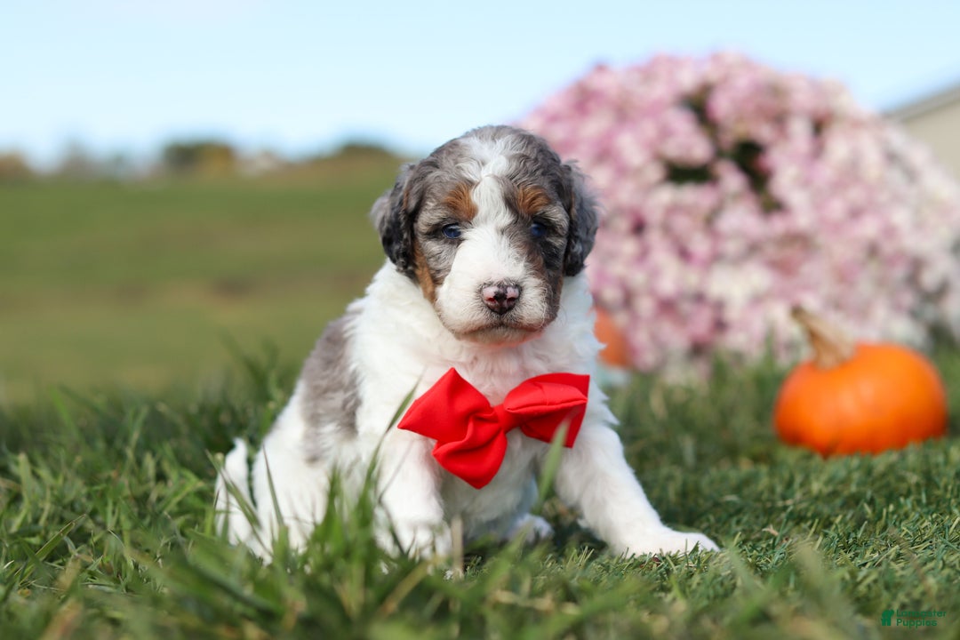 Mini Bernedoodle dogs for sale: Chase - Ad 7