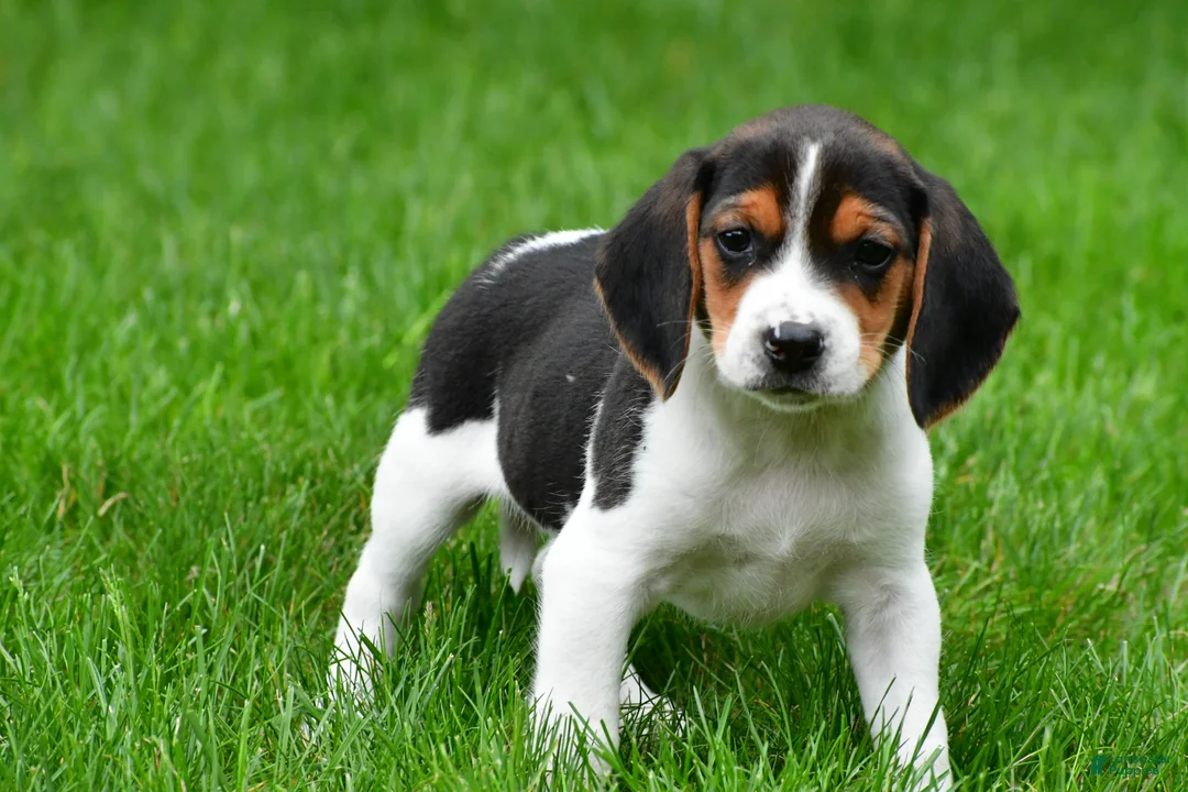 Beagle dogs for sale: Bo - Ad 2
