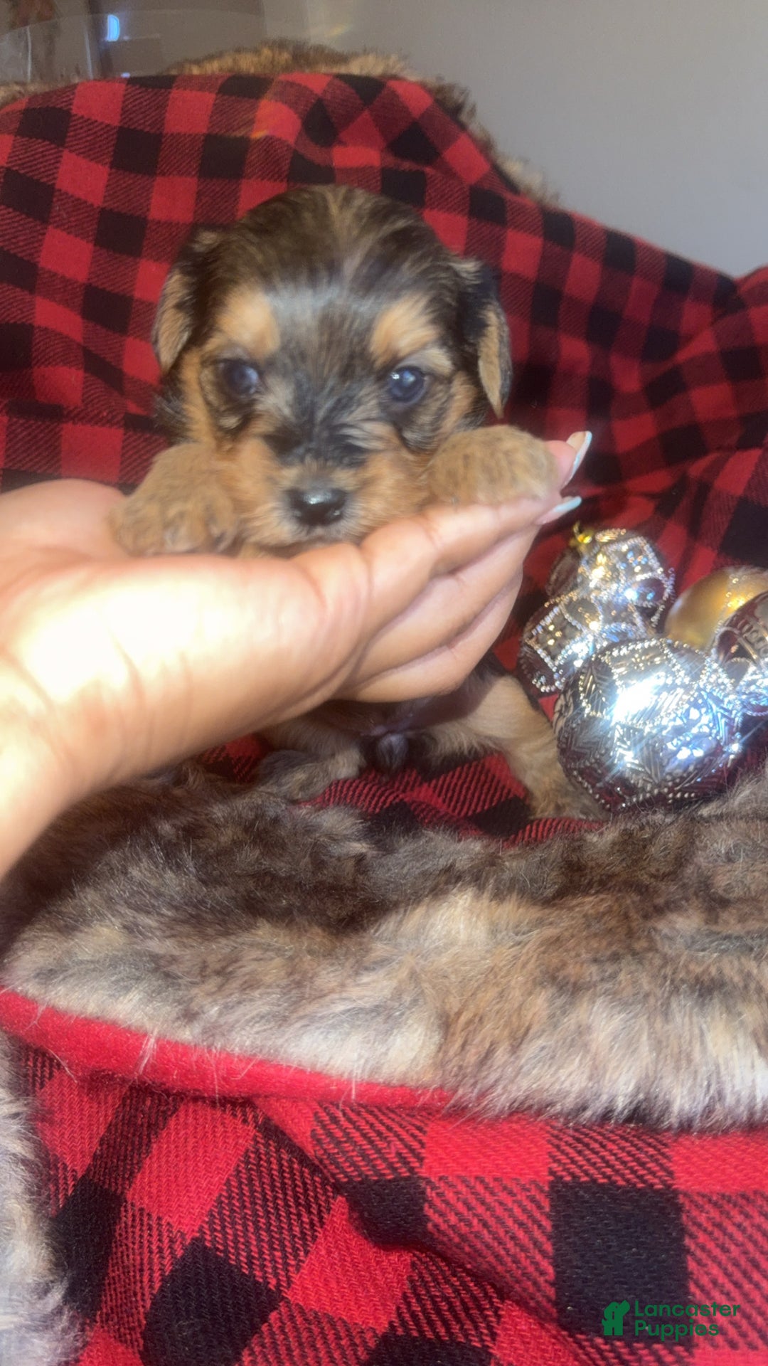 Yorkshire Terrier dogs for sale: Sapphire - Ad 1