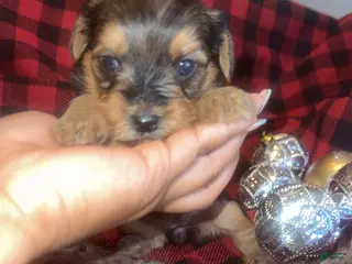 Yorkshire Terrier dogs Sapphire - Ad 13