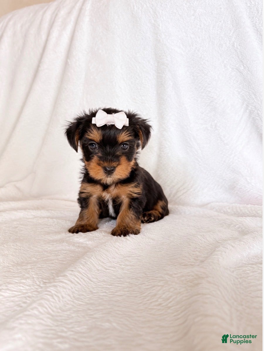 Yorkshire Terrier dogs for sale: Yorkshire Terrier 3 AKC Daisy  - Ad 36