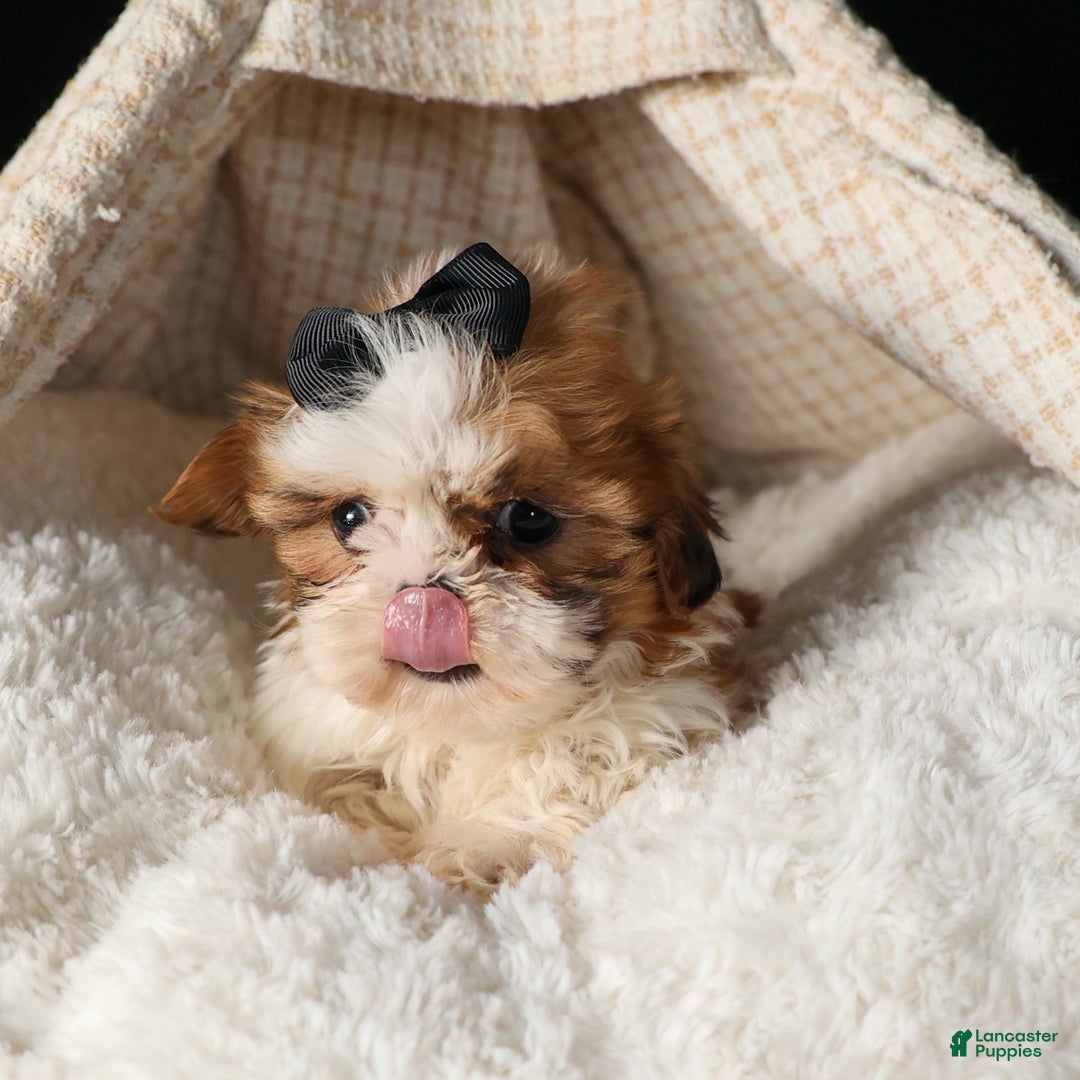 Shih Tzu dogs for sale: ROXY - Ad 9
