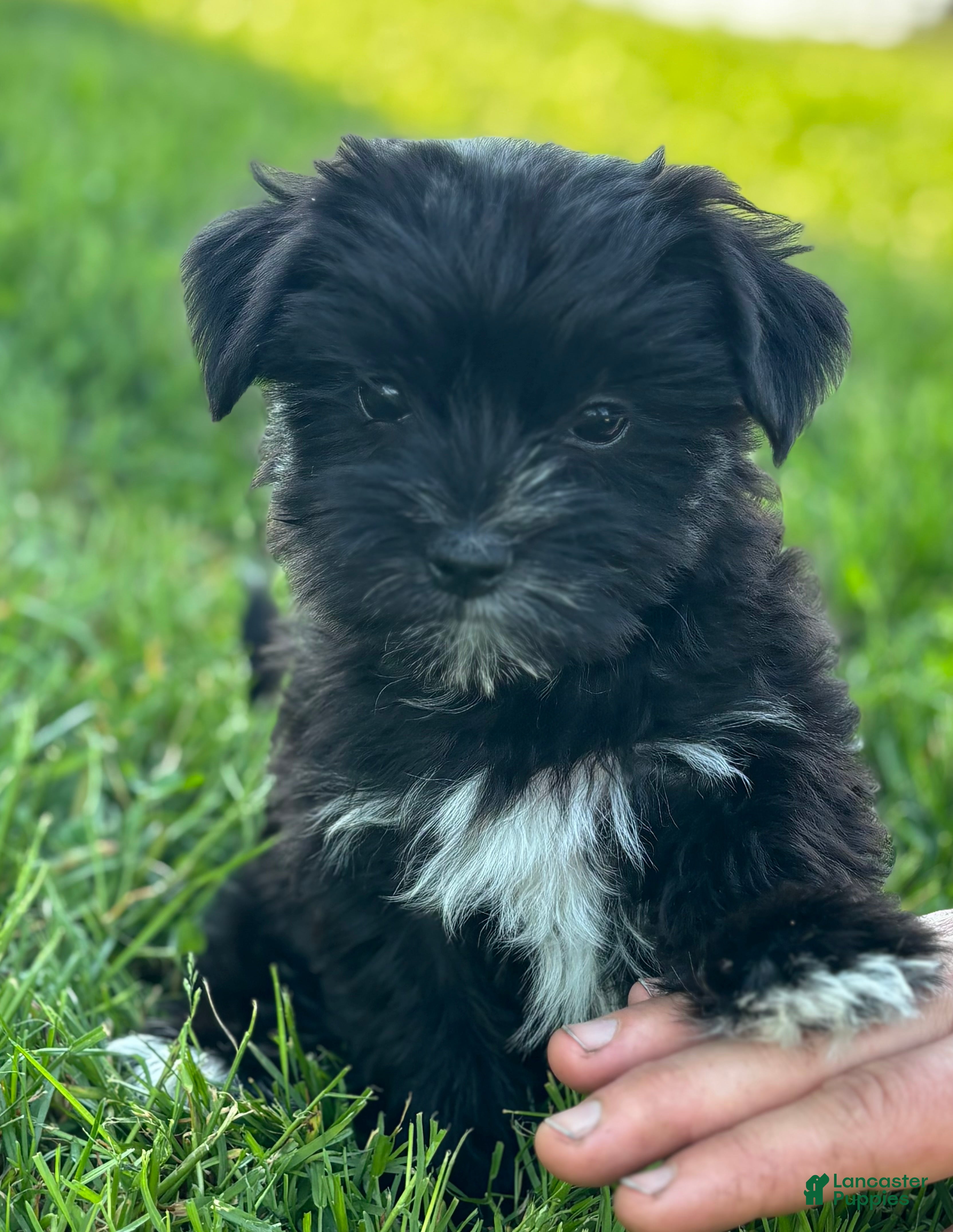 Morkie dogs Miss Janie  - Ad 1
