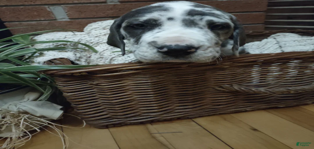 Gallery Image {{count}}