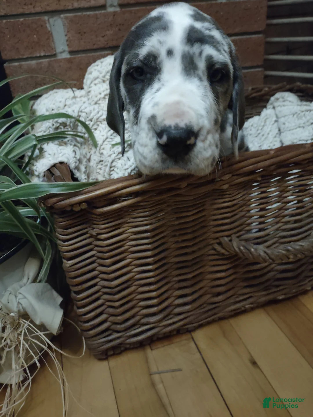 Gallery Image {{count}}