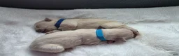 Golden Retriever dogs for sale: Baby boy Dark blue - Ad 5