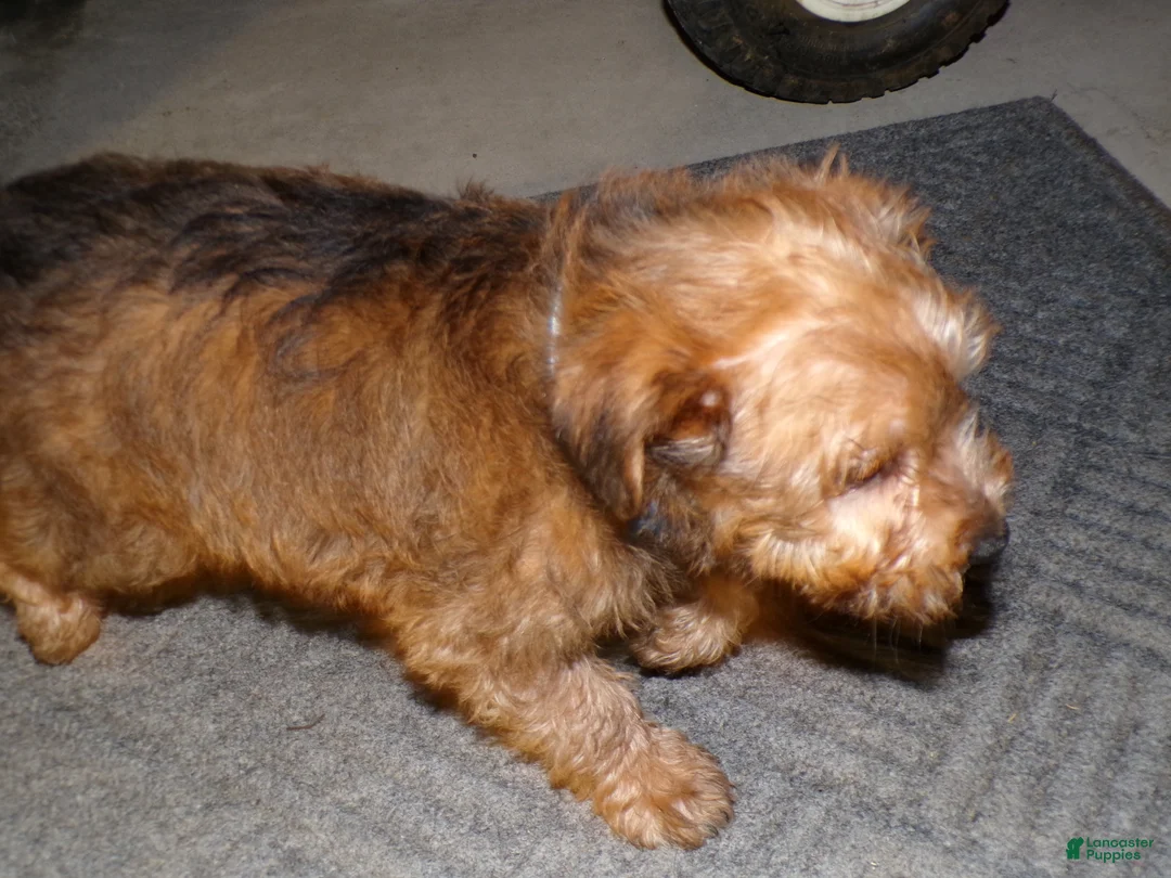 Pomapoo dogs for sale: Pomapoo Lewis - Ad 4