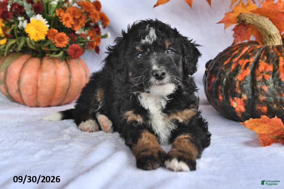 Bernedoodle dogs Cody - Ad 1