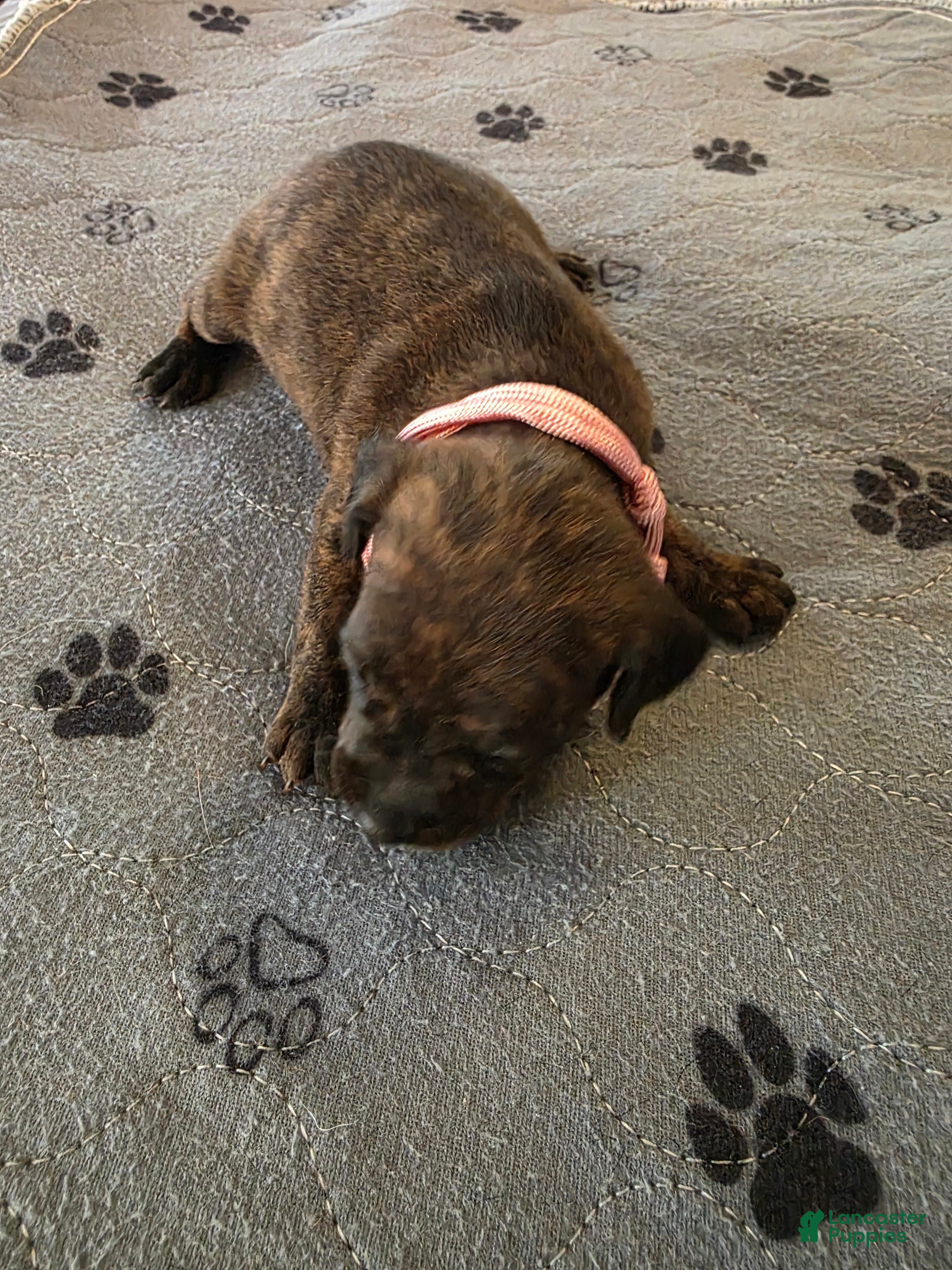 Miniature Pinscher dogs J-pink - Ad 2
