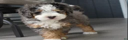 Mini Bernedoodle dogs for sale: Jax F1b - Ad 5