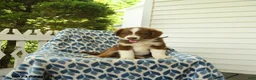 Miniature Australian Shepherd dogs for sale: Dewy - Ad 4