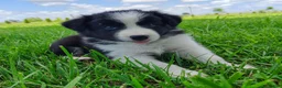 Border Collie dogs for sale: Piper - Ad 13