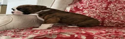 Boxer dogs for sale: DUSSEL  - Ad 7