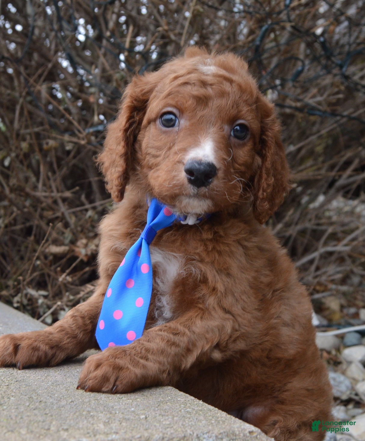 Irish Doodle dogs Mini Irvin - Ad 2