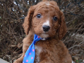 Irish Doodle dogs Mini Irvin - Ad 5