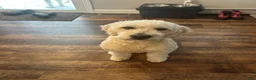 Goldendoodle dogs for sale: Flounder - Ad 4