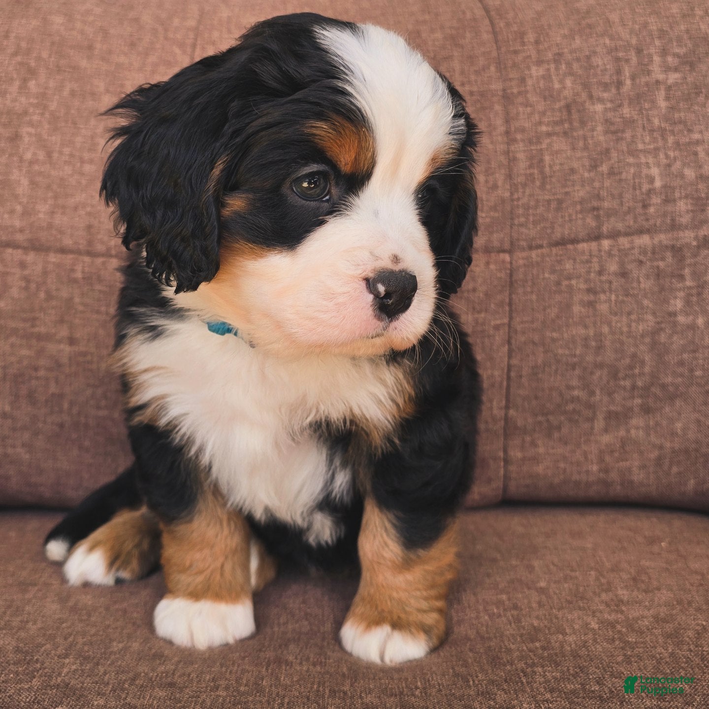 Miniature Bernese Mountain Dog dogs Manhattan [Reserved] - Ad 1