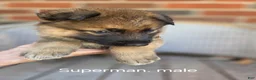 German Shepherd dogs for sale: Superman - Ad 5