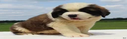 Saint Bernard dogs for sale: Max - AKC Champion Bloodlines - Ad 4