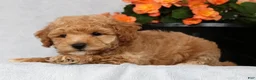 Bichpoo dogs for sale: Gander - Ad 5