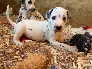 Dalmatian dogs Male 1 - Ad 1