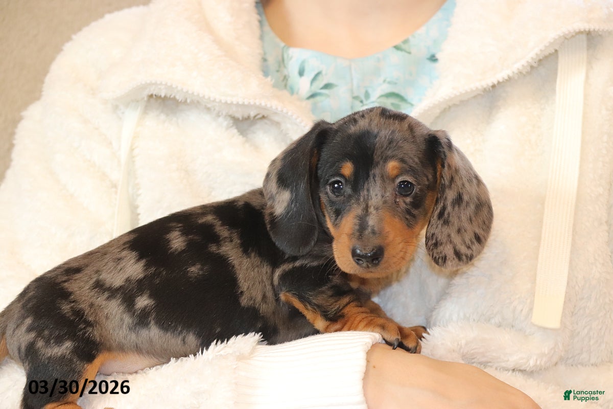 Miniature Dachshund dogs Oreo - Ad 1