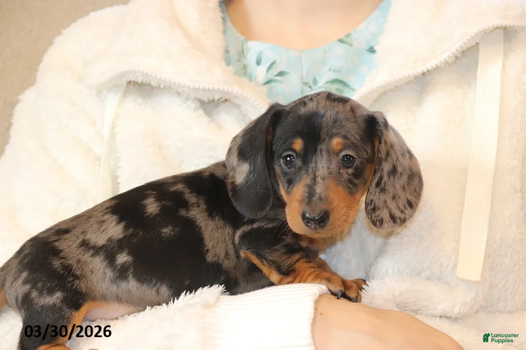 Miniature Dachshund dogs for sale: Oreo - Ad 1