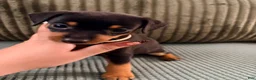 Miniature Pinscher dogs for sale: Luna - Ad 5